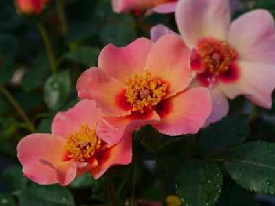 Rosa x 'Ringo All Star' PW