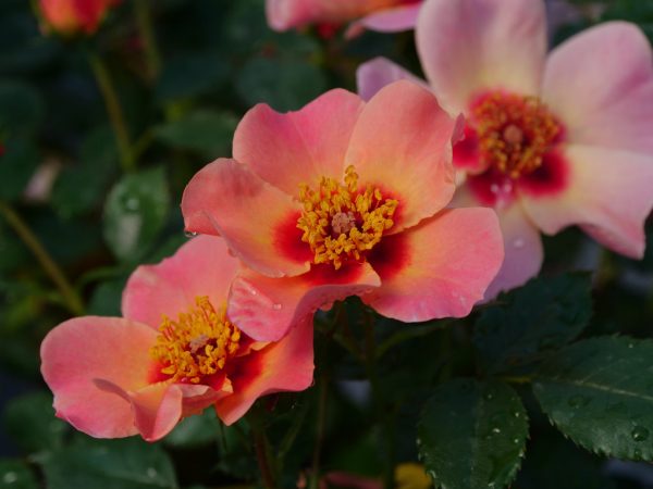 Rosa x 'Ringo All Star' PW