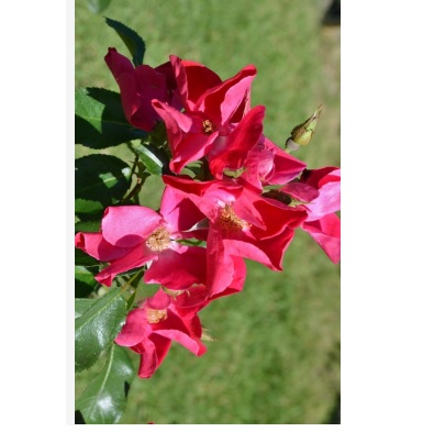 Rosa 'Prairie Celebration'