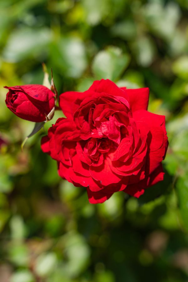 Canadian Shield Rose