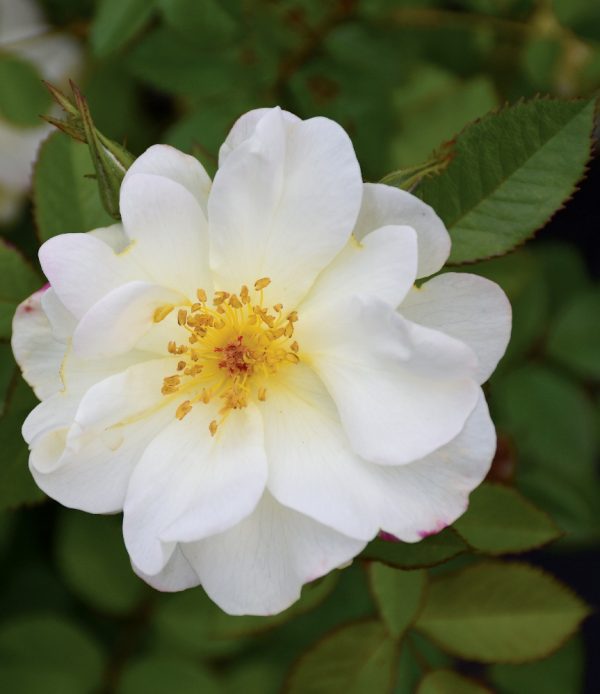 Rosier 'Oscar Peterson'